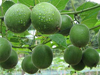 momordica grosvenori fruit